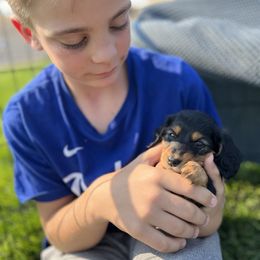 Girl 1 - Black and tan female Dachshund puppy in Benton City, Washington from DOXA Miniature Dachshunds