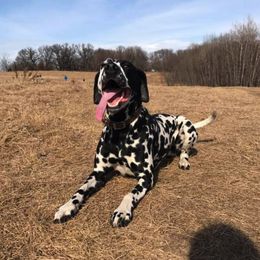 Dalmatians from Darling Dalmatians