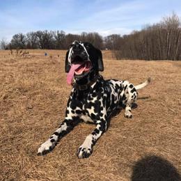 Dalmatians from Darling Dalmatians