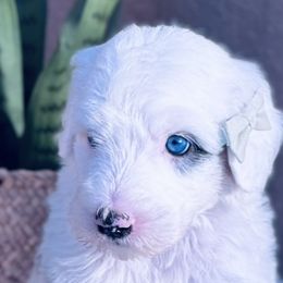 Bernedoodles, Old English Sheepdogs, and Sheepadoodles from Desert Sheepies and Doodles