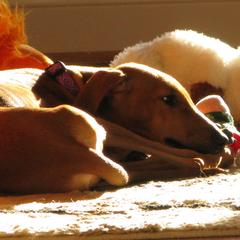 "Sweet pup Abeni, Simoon T litter" Azawakh Puppies from Kel Simoon Azawakh