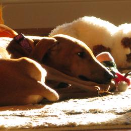 "Sweet pup Abeni, Simoon T litter" Azawakh Puppies from Kel Simoon Azawakh