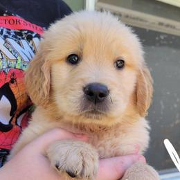 Tan collar - Golden male Golden Retriever puppy in Brush Prairie, Washington from Paradise Peaks