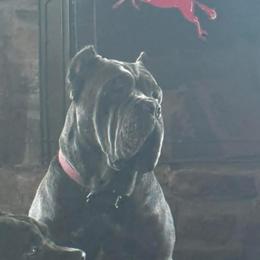 Bella - Cane Corso