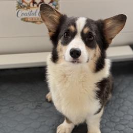 Stella - Pembroke Welsh Corgi