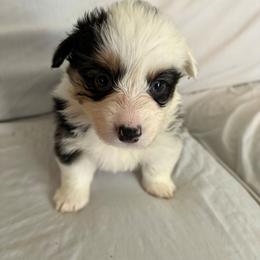 Iris - Black and tan female Pembroke Welsh Corgi puppy in Grand Blanc, Michigan from Dellinger's Corgi's