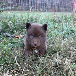 White - Red and white female Siberian Husky puppy in Jonesborough, Tennessee from Dry Creek Siberians
