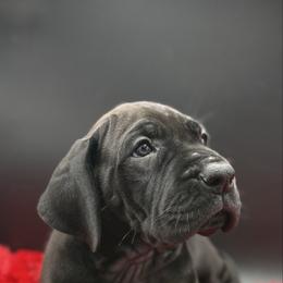 Nala - Black female Great Dane puppy in Grand Junction, Colorado from Top Brackett Danes