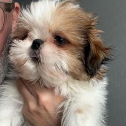 Kyrie - Gold and white male Shih Tzu puppy in Gilbert, Arizona from 🌗 New Moon Shih Tzu 🌗