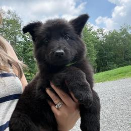 Lime - Black male German Shepherd puppy in Terra Alta, West Virginia from Shepherd Country Farm and Kennels