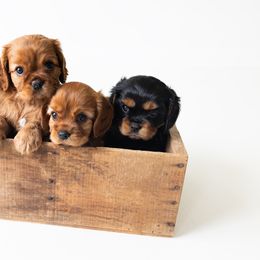 Cavalier King Charles Spaniel Puppies from Heirloom Cavaliers