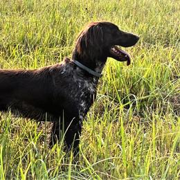 Clover - Kleine Munsterlander