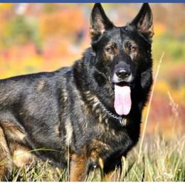 German Shepherds from Av Lundquist