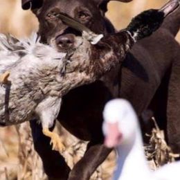 Labrador Retrievers from Southern Elite Retrievers