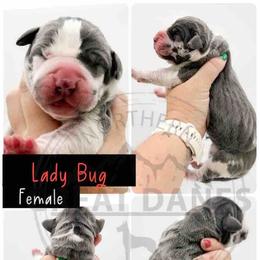 Lady Bug - Harlequin female Great Dane puppy in Sac City, Iowa from Northern Great Danes of Colorado & Iowa