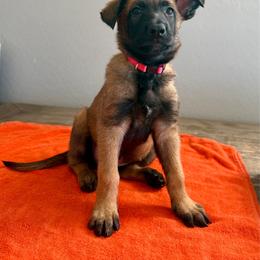Ahsoka (Hot Pink) - Mahogany female Belgian Malinois puppy in Buckeue, Arizona from Légende Vivante Du Chief Kennel