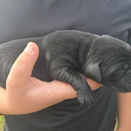 Black Male 1 - Black male Labrador Retriever puppy in Conway, Missouri from Patton's Triple Pine Farm