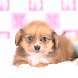 Lucky - Red male Dachshund puppy in Neosho, Missouri from Tinker Toy Doxies