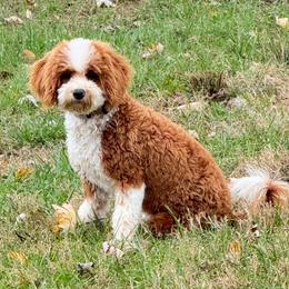 Ruby Lou - Poodle