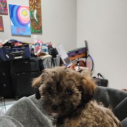 Brownie - Chocolate sable female Havanese puppy in Fort Bend County, Texas from Marcia Hamlet