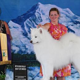 Samoyeds from Frostbourn Samoyeds