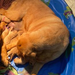 Red - Yellow female Labrador Retriever puppy in Newmanstown, Pennsylvania from Retrievers of Millbach