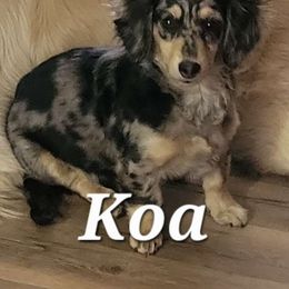 Koa - Dachshund
