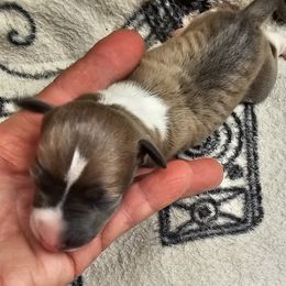 Blue fawn boy - Blue fawn male Italian Greyhound puppy in Phillips, Maine from Maplewood Italian Greyhounds
