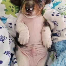 Black and tan dapple piebald - Dapple male Dachshund puppy in Belle Rive, Illinois from Akin's Miniature Dachshunds, LLC