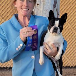 Mystic - Boston Terrier