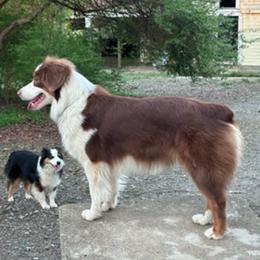 Yogurt - Miniature American Shepherd