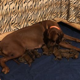 Rhodesian Ridgebacks from Clattenburg Ridgebacks