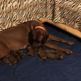 Rhodesian Ridgebacks from Clattenburg Ridgebacks