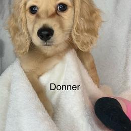 Donnar - Cream male Dachshund puppy in Saint Petersburg, Florida from Sunshine Doxie Ranch