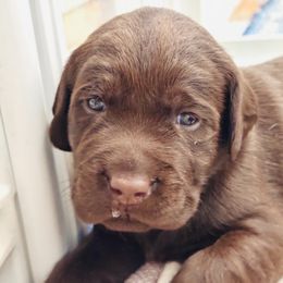 Labrador Retriever Puppies from Pleasant Valley Creekside Ranch, LLC