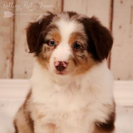 Hercules - Miniature Australian Shepherd