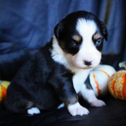 Iggy - Black tri female Miniature Australian Shepherd puppy in Ixonia, Wisconsin from Hunt N Oaks