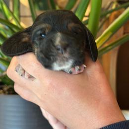 Female 1 - Black brown and white female Basset Hound puppy in Lindley, New York from Hill Top Basset Hounds & Cane Corso