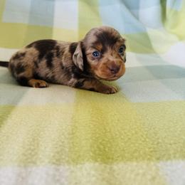 Boy 4 - Dapple male Dachshund puppy in Oklahoma from DRB Dachshunds