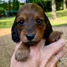 Wren - Red female Dachshund puppy in High Hill, Missouri from High Hill Hounds