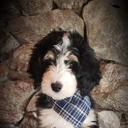 Bernedoodle Puppies from The Great Puppy Patch