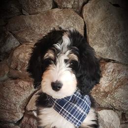 Bernedoodle Puppies from The Great Puppy Patch