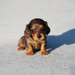 AKC Luigi - Dapple male Dachshund puppy in Billings, Missouri from Bundles of Joy