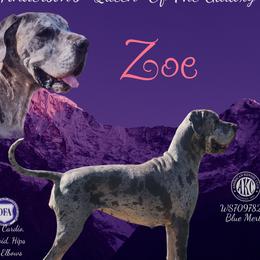 Great Dane puppies from Lazy A Danes