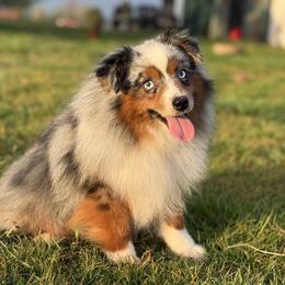 Lane - Toy Australian Shepherd