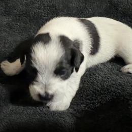 Rocky-Baby boy 1 - Parti male Miniature Schnauzer puppy in Sacramento, California from Valdez Mini Schnauzers