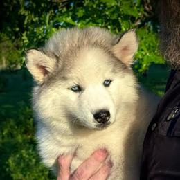 Lainie - Gray and white female Siberian Husky puppy in Perkins, Oklahoma from A-Dream Pomsky Kennel