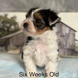 Boone - Black tan and white male Biewer Terrier puppy in Crossville, Tennessee from Little Bear Creek Biewers
