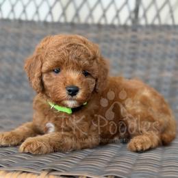 Aruba - Red  male Poodle puppy in Belleville, New Jersey from TK Poodles