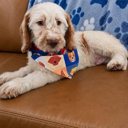 Gilbert - Parti male Goldendoodle puppy in Fordland, Missouri from K&K's Puppy Kingdom